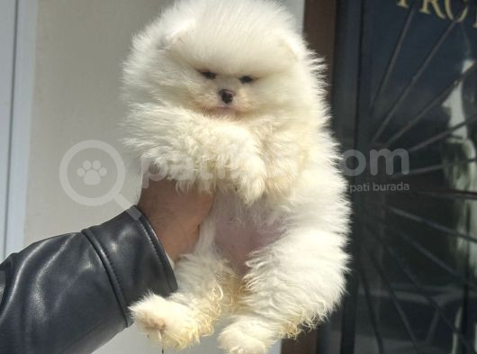 Petmode Köpek Çifrtliğinden Teddy Pomeranian Yavrular görsel