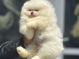 Petmode Köpek Çifrtliğinden Teddy Pomeranian Yavrular