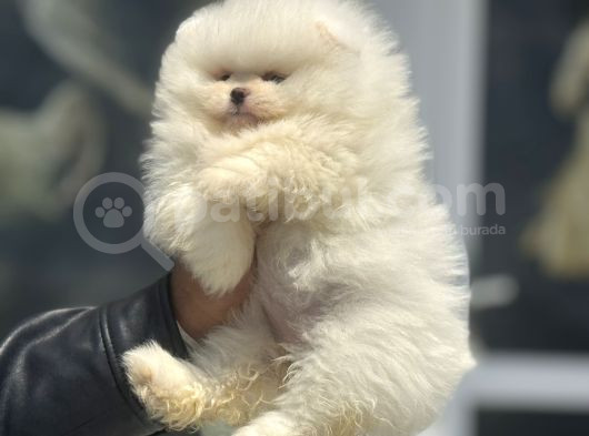 Petmode Köpek Çifrtliğinden Teddy Pomeranian Yavrular görsel