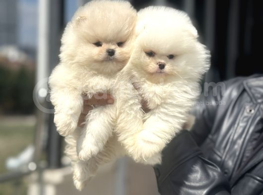 Petmode Köpek Çifrtliğinden Teddy Pomeranian Yavrular görsel