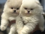 Petmode Köpek Çifrtliğinden Teddy Pomeranian Yavrular