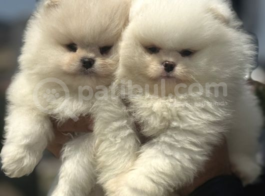 Petmode Köpek Çifrtliğinden Teddy Pomeranian Yavrular görsel