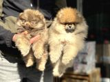 Petmode Köpek Çifrtliğinden Teddy Pomeranian Yavrular