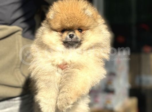 Petmode Köpek Çifrtliğinden Teddy Pomeranian Yavrular