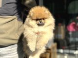Petmode Köpek Çifrtliğinden Teddy Pomeranian Yavrular