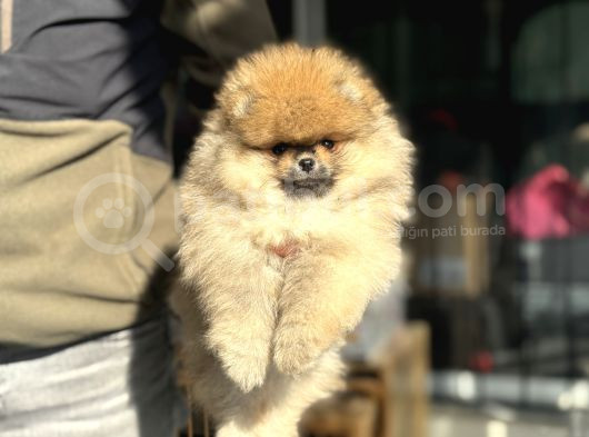 Petmode Köpek Çifrtliğinden Teddy Pomeranian Yavrular görsel