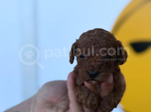 Mükemmel Poodle Bebişler Yasal Çiftlikten görsel