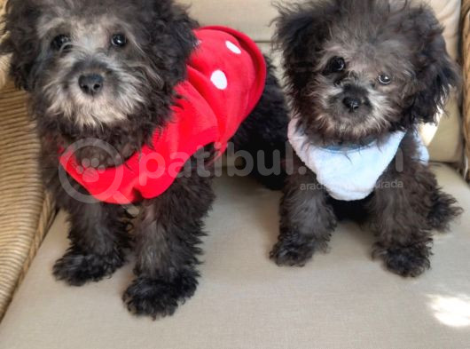 Toy Poodle görsel