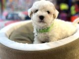 Bi̇blo Güzelli̇ği̇nde Bembeyaz Teacup Malti̇poo