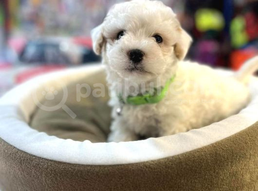 Bi̇blo Güzelli̇ği̇nde Bembeyaz Teacup Malti̇poo görsel