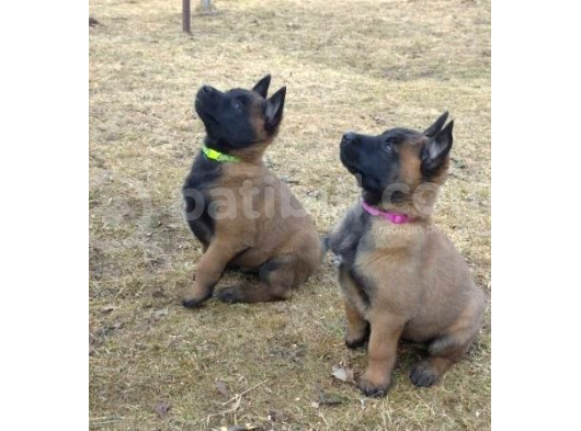 show Kalite Belçika Kurdu Malinois yavrular