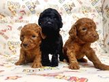 Show Kalite Poodle Yavular