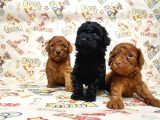 Show Kalite Poodle Yavular