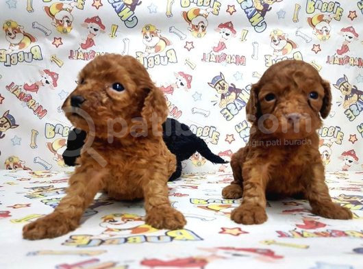 Show Kalite Poodle Yavular