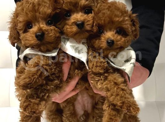 Deni̇zli̇ Merkez Tesli̇me Hazir Poodle Bebekler görsel