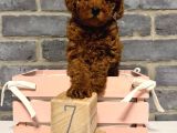 Deni̇zli̇ Merkez Tesli̇me Hazir Poodle Bebekler