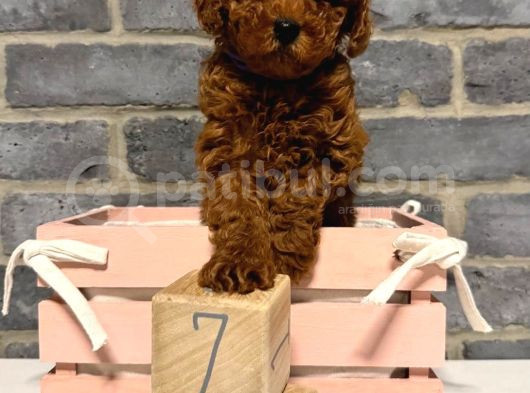 Deni̇zli̇ Merkez Tesli̇me Hazir Poodle Bebekler görsel
