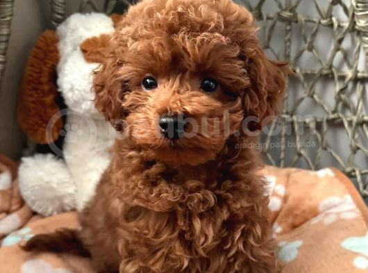 Deni̇zli̇ Merkez Tesli̇me Hazir Poodle Bebekler görsel