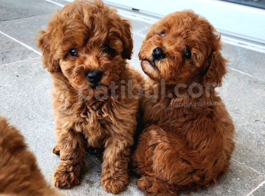 Deni̇zli̇ Merkez Tesli̇me Hazir Poodle Bebekler