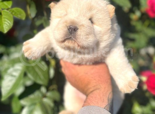 Bebek Surat Chow Chow Bebekler görsel