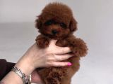 Kore Poodle Bebekler
