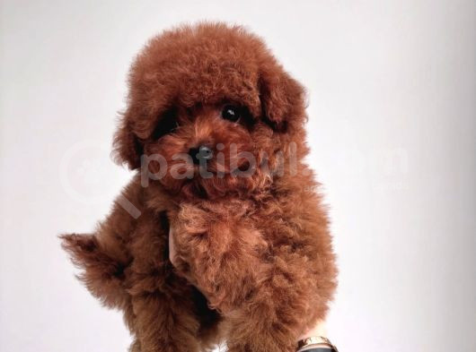 Kore Poodle Bebekler görsel