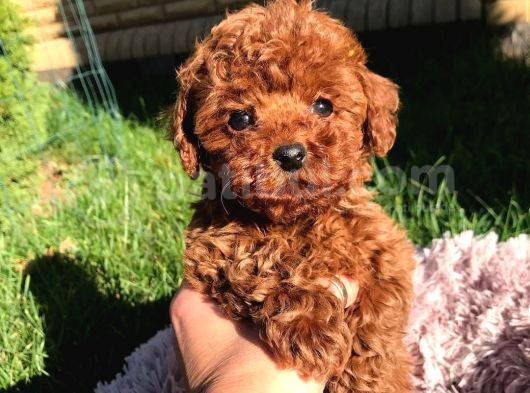 Mi̇ni̇ Mi̇ni̇ Kore Poodle Yavrularimiz Mevcut