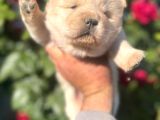 Bebek Surat Chow Chow Bebekler