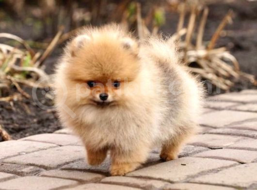 Ayı Suratlı Pomerri̇an Boo Yavrumuz