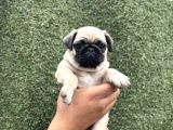 Hamburger Surat Pug Yavrular