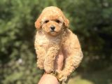 Bebek Suratlı Toy Poodle Oyuncak Bebekler