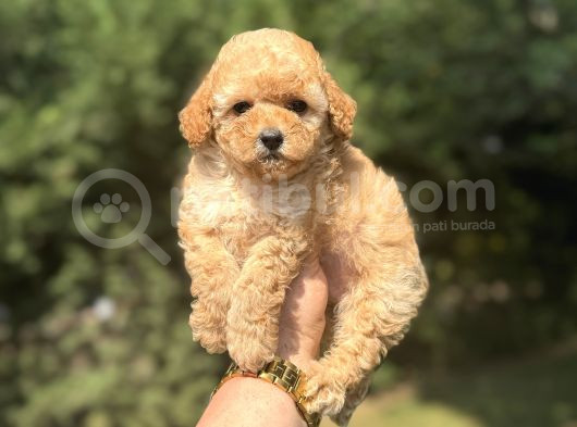 Bebek Suratlı Toy Poodle Oyuncak Bebekler görsel