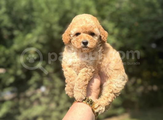 Bebek Suratlı Toy Poodle Oyuncak Bebekler