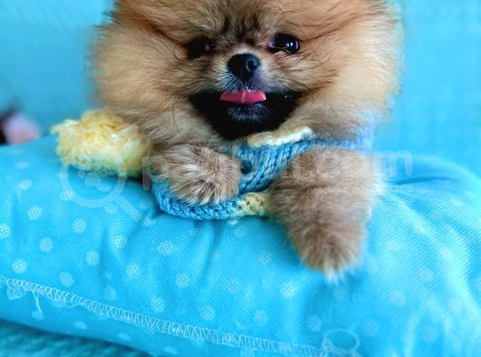 Teacup Mi̇ni̇ Ti̇p Kisa Burun Boo görsel