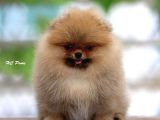 Ayı Suratlı Pomerri̇an Boo Yavrumuz