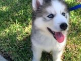 HUSKY YAVRULARIMIZ