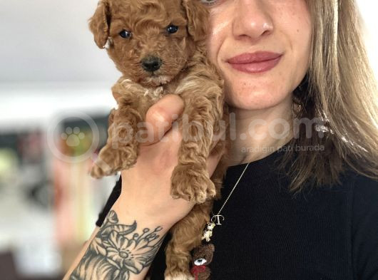 Toy Poodle Yavrular görsel