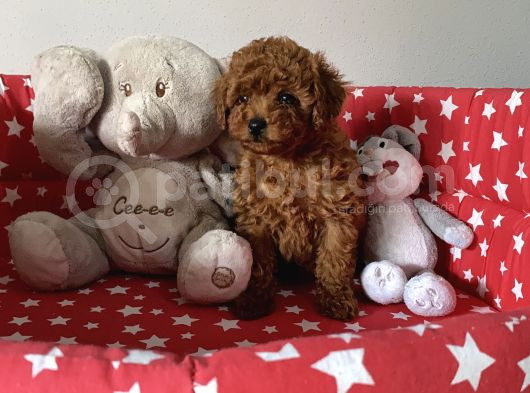 Dişi Ve Erkek Poodle Irk Ve Sağlık Garantili Yavrular görsel