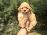Irk Ve Sağlik Garanti̇li̇ Toy Poodle Bebekler