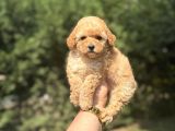 IRK VE SAĞLIK GARANTİLİ TOY POODLE BEBEKLER