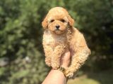 Irk Ve Sağlik Garanti̇li̇ Toy Poodle Bebekler