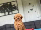 Teacup Kore Poodle Red Özel Yavrumuz