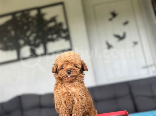 Teacup Kore Poodle Red Özel Yavrumuz görsel