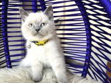 Safkan british shorthair Bluepoint Dişi Erkek
