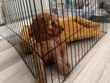 Toy Poddle Üç Buçuk Aylık Adana Çukurova