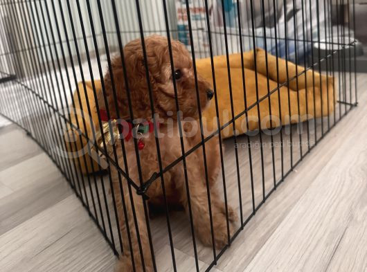Toy Poddle Üç Buçuk Aylık Adana Çukurova görsel