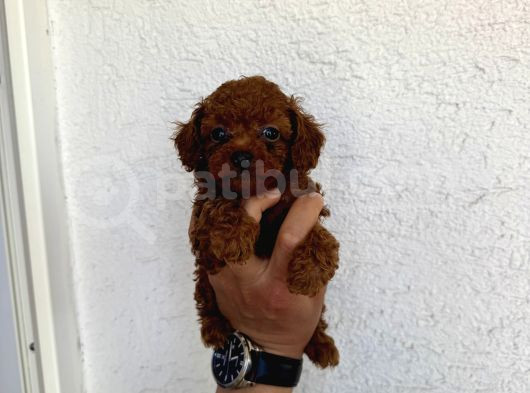 Kilo Garantili Red Dark Brown Kore görsel
