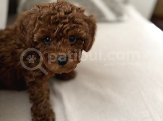 3 Aylık Toy Poodle görsel