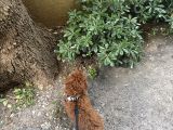 3 Aylık Toy Poodle