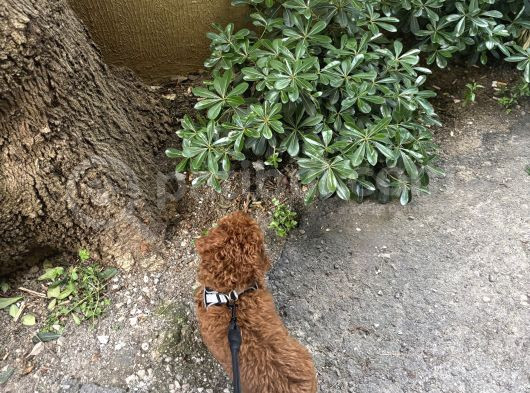 3 Aylık Toy Poodle görsel